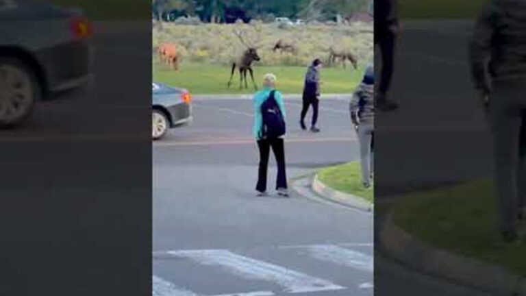 Bull Elk Charges Yellowstone Tourist || ViralHog