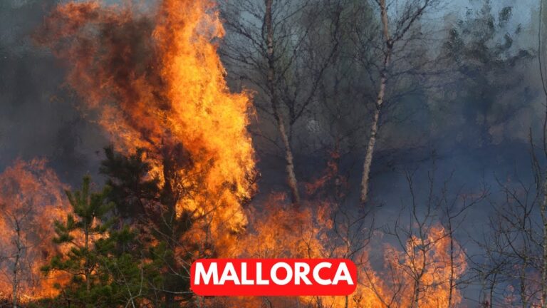 MALLORCA on Red Alert for Forest Fires