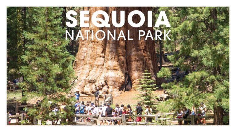 Sequoia National Park- Plan your best family trip: giant sequoias, waterfall, hikes and more!