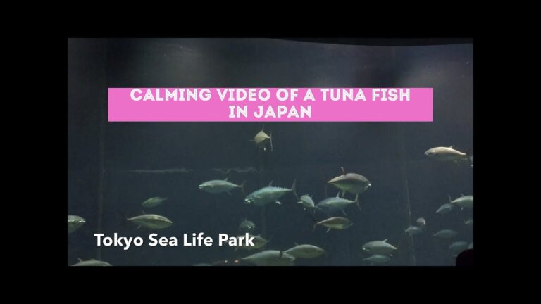 Calming video of TUNA fish in Japan | Tokyo Sea Life Park