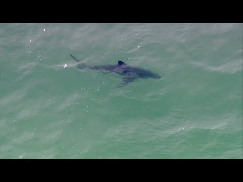 Researchers identify Southern California’s two largest white shark nurseries off San Diego’s coast