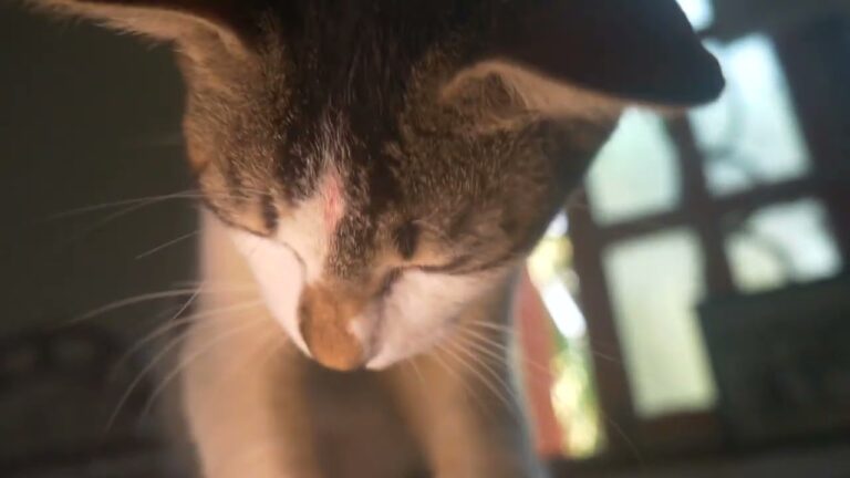 Mia is completely desperate,and since she hasn’t seen Milo for a week, she’s waiting for him to come
