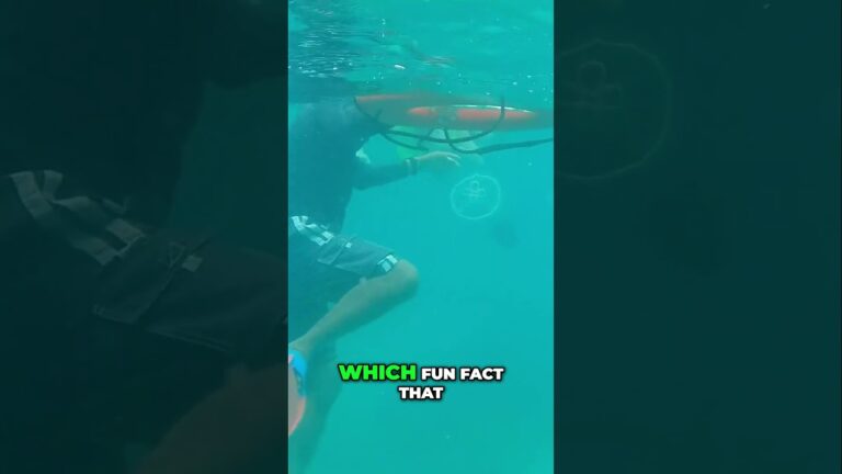 Snorkeling  with Jellyfish, Don’t Touch The Underside!