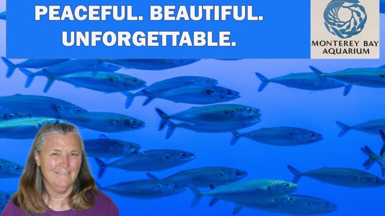 Why Monterey Bay Aquarium Belongs on Every Senior’s Travel List